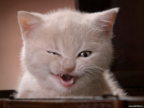 熊猫直播-战术升级：球队引入新科技助力比赛，球队战术打法