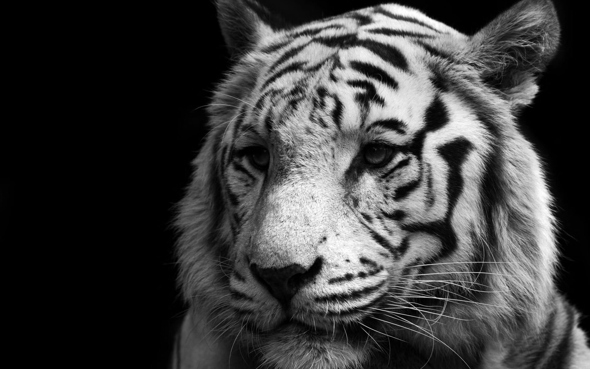 熊猫体育-纪录破除者：台球史上的传奇人物，台球吉尼斯世界纪录
