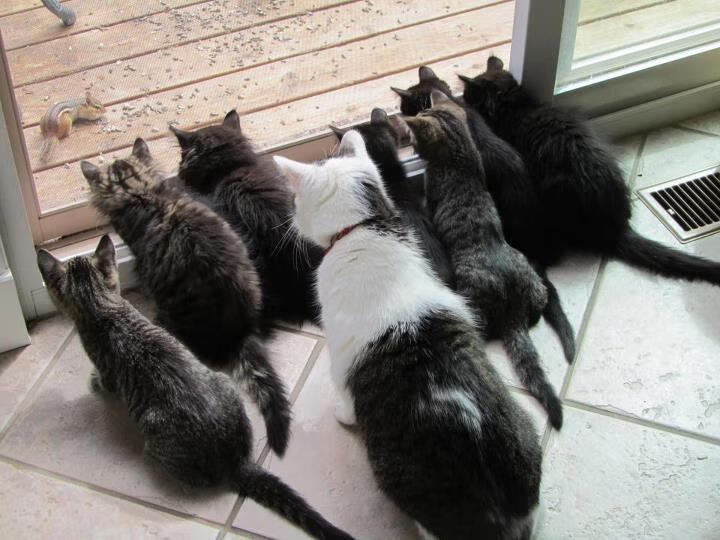 熊猫体育娱乐-线下比赛转为线上直播，观众体验更丰富，线下赛和线上赛的区别