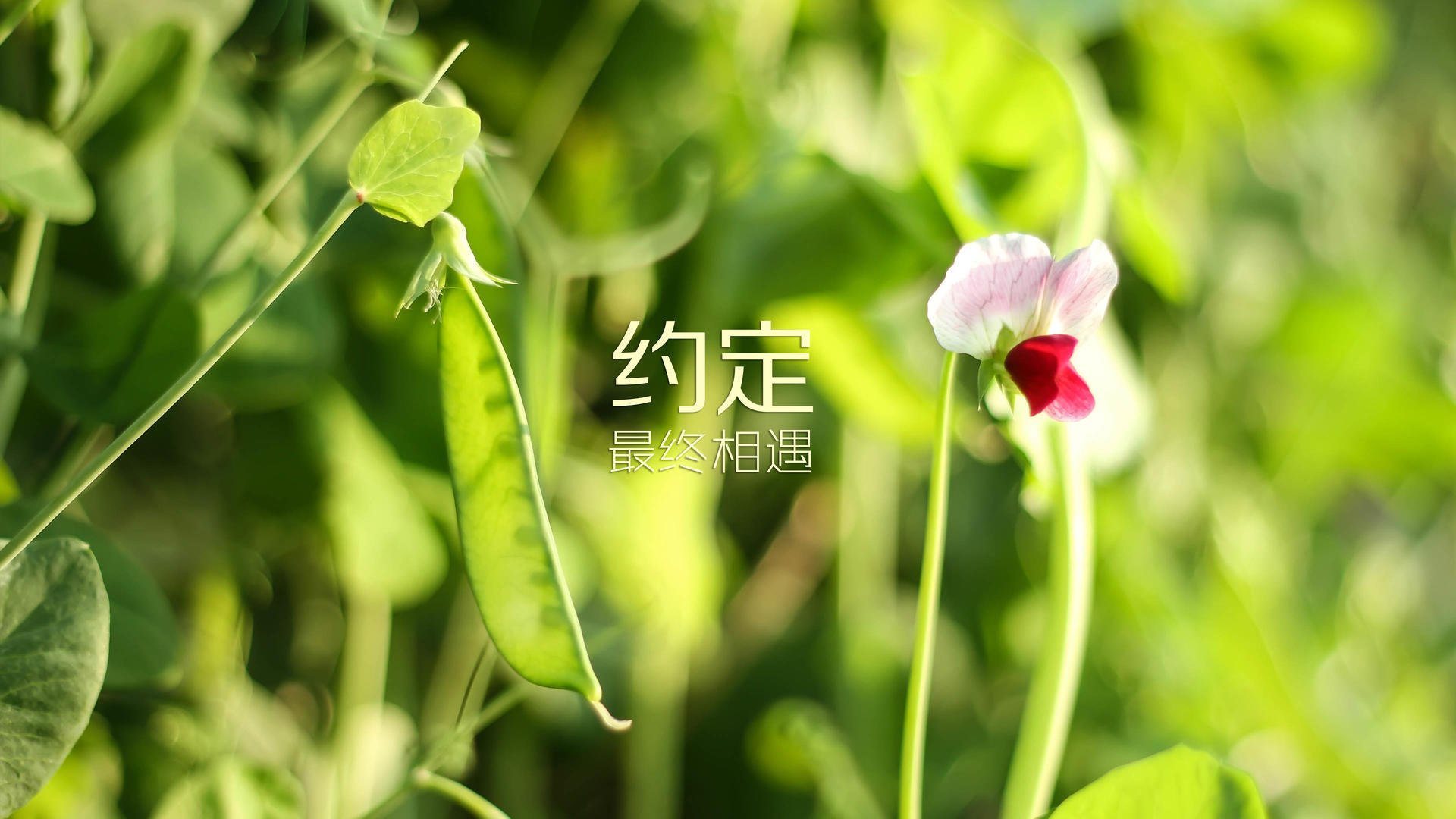 山东男篮大胜竞争对手，实现六连胜，山东男篮战绩