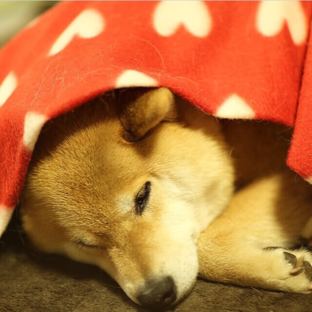 熊猫体育官网-德甲连续进攻：攻势如潮，令人叹为观止，德甲多少场次