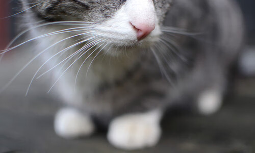 新闻中心发布大型赛事志愿者选拔计划，2021年大型赛事志愿者