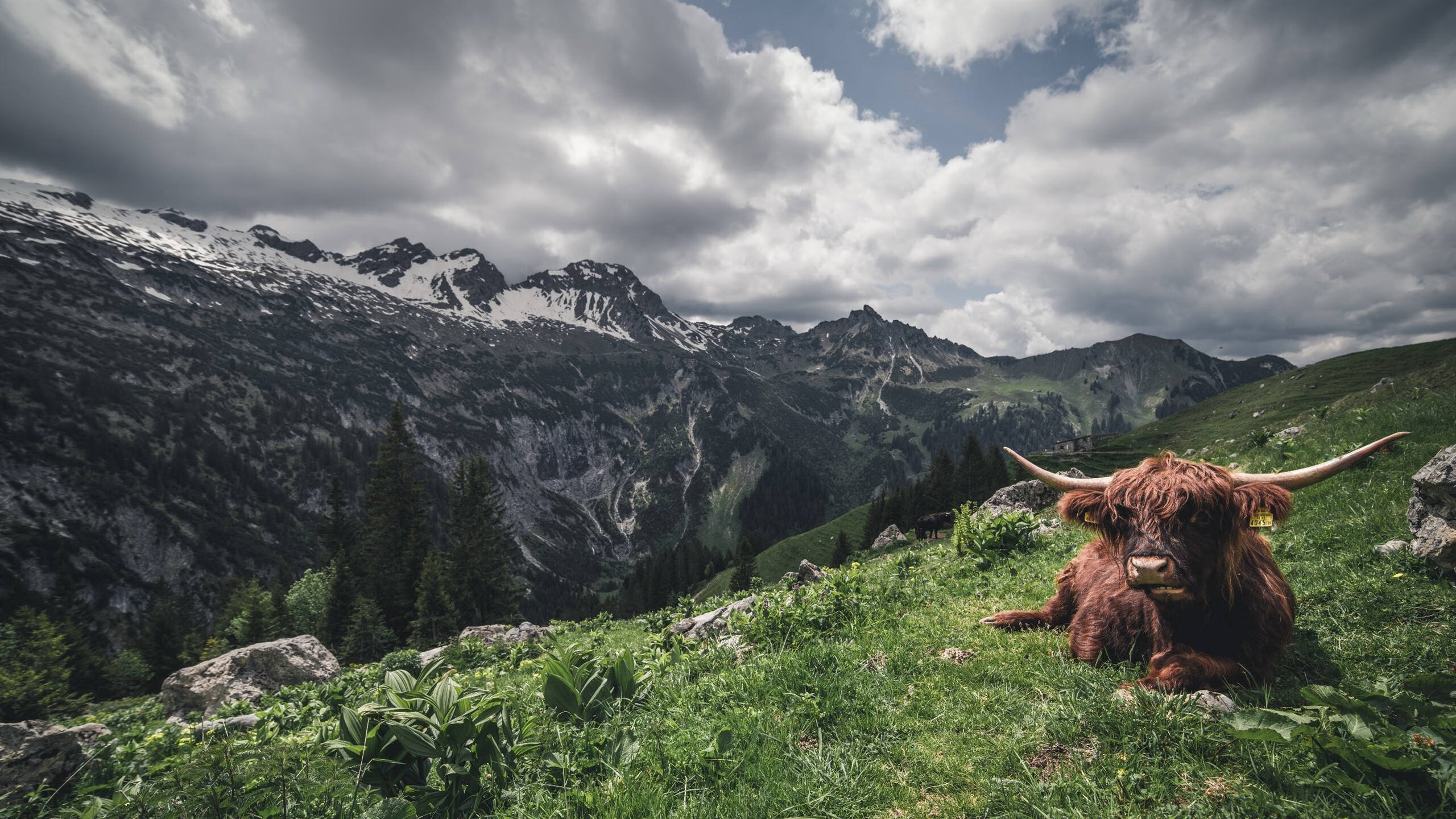 羽毛球国家队备战世锦赛信心十足，羽毛球世锦赛比赛