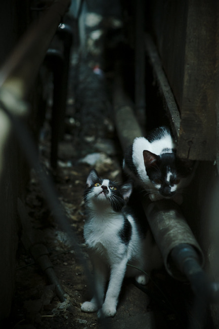 苏炳添参加学术论坛探讨运动科技,苏炳添 导师