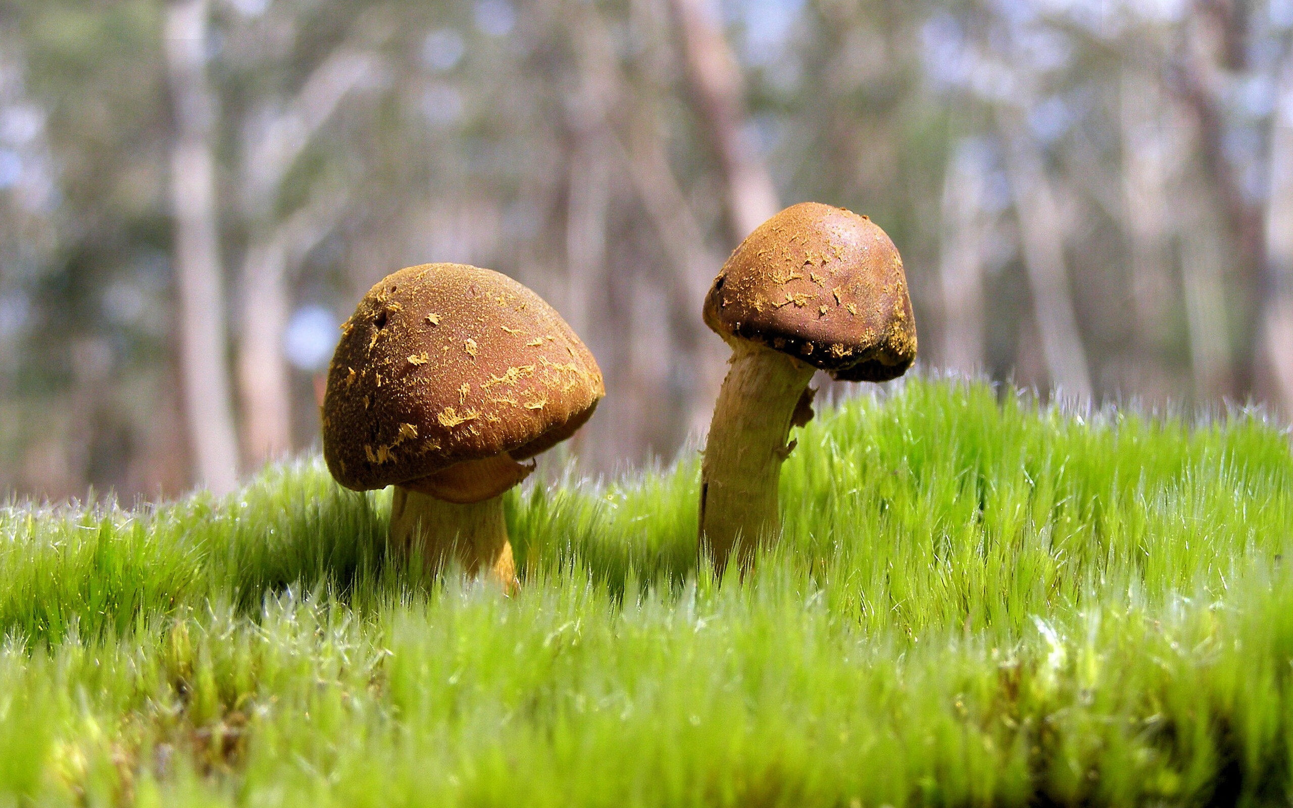 熊猫体育官方网站-蝶泳赛道 阿莱克西强势出击